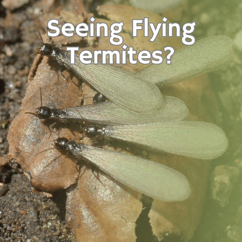 Termite Control Services