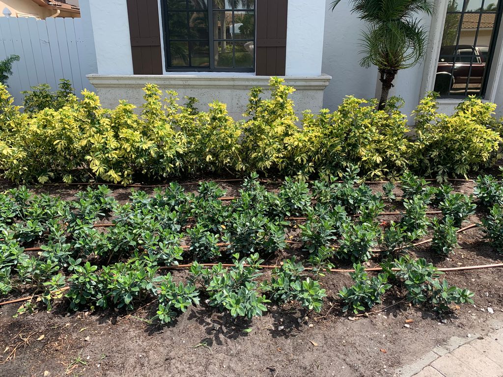 drip irrigation in action