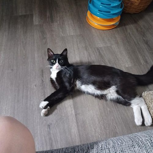 Dani is a wonderful pet and house sitter who went 