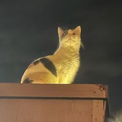 pro avatar