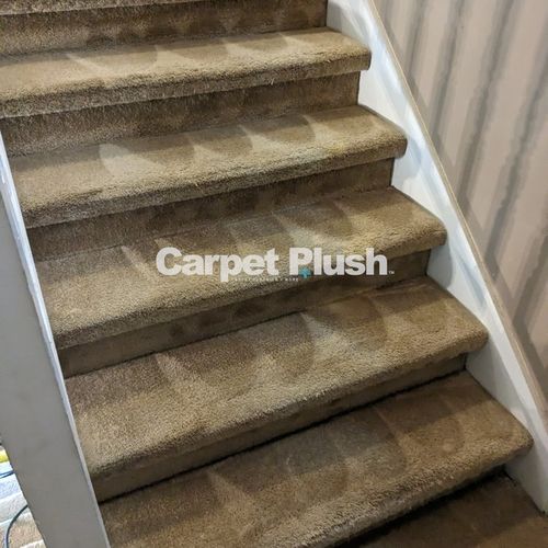 Carpet Cleaning