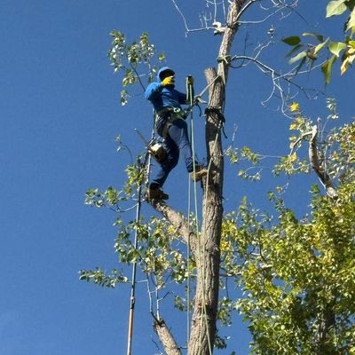 Avatar for ANTONIO ZAVALA TREE SERVICES & LANDSCAPING