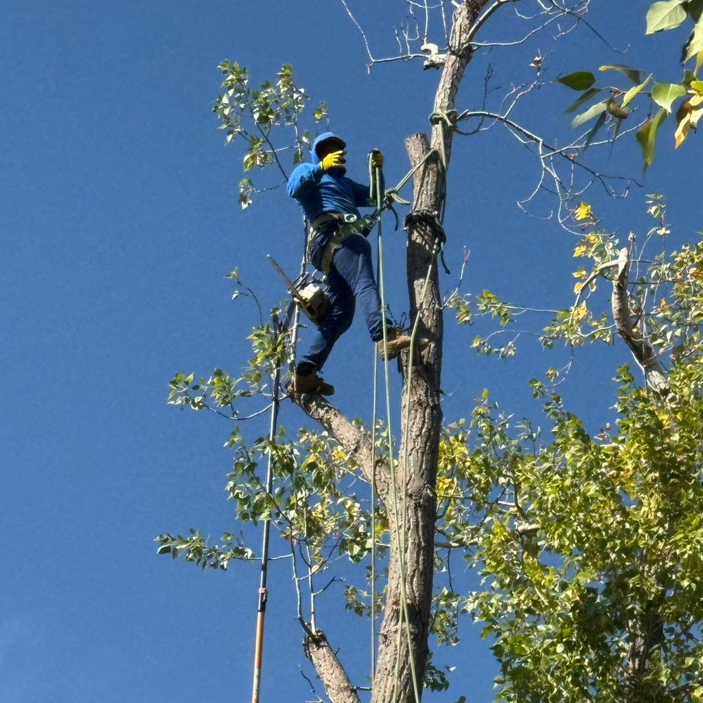 ANTONIO ZAVALA TREE SERVICES & LANDSCAPING