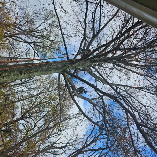 John and his crew trimmed a pin oak tree  the old 