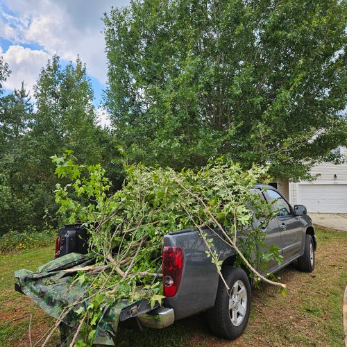 Tree Removal service