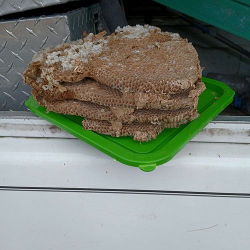 Honeycomb removed from a nest 