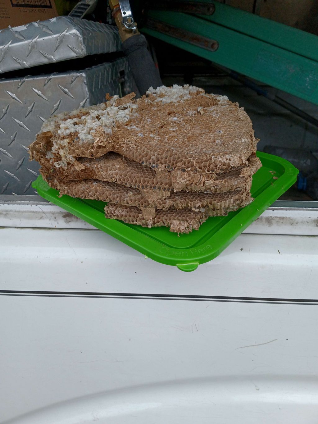 Honeycomb removed from a nest 