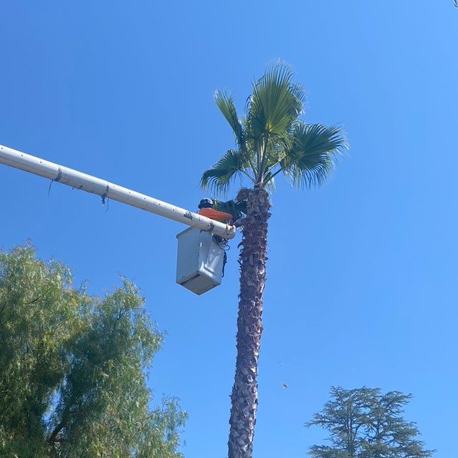 X Green Co. Tree Service