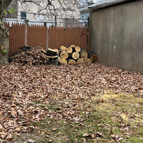 Sylvester did a good job removing a bad tree from 