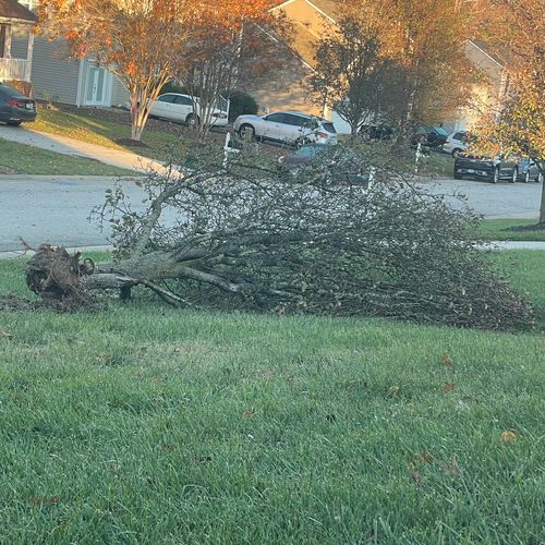 I had a tree that fell in my front yard and WSP wa