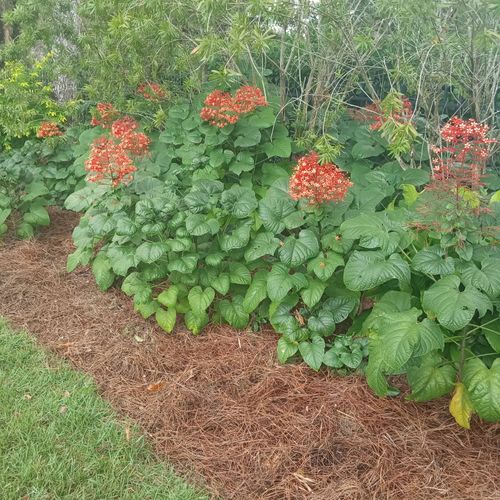 straw beds