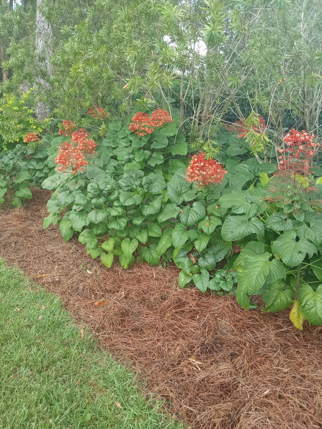 straw beds
