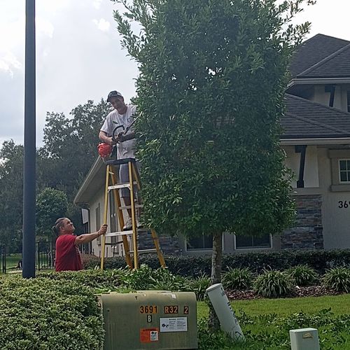 tree trimming