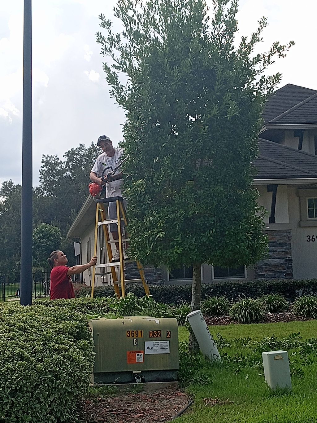 tree trimming
