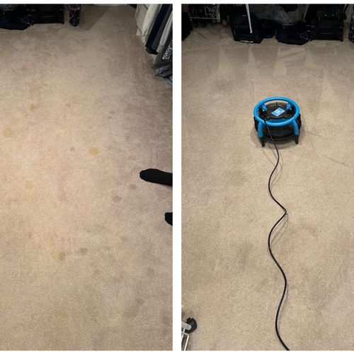 Pets stains removed and carpets dry.