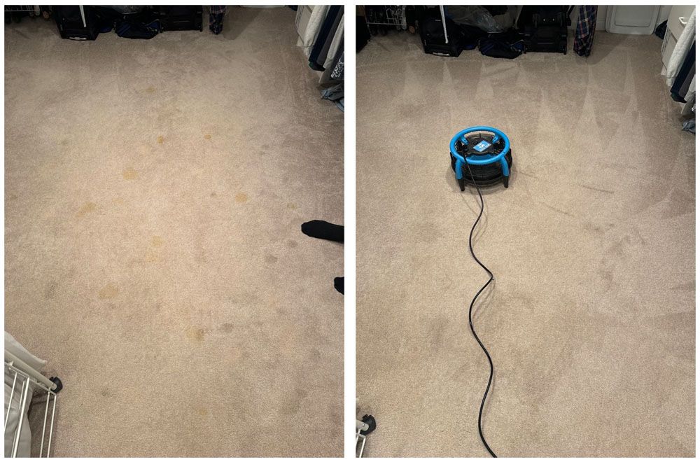 Pets stains removed and carpets dry.