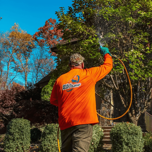 Ornamental Trees and Shrub Pest Control