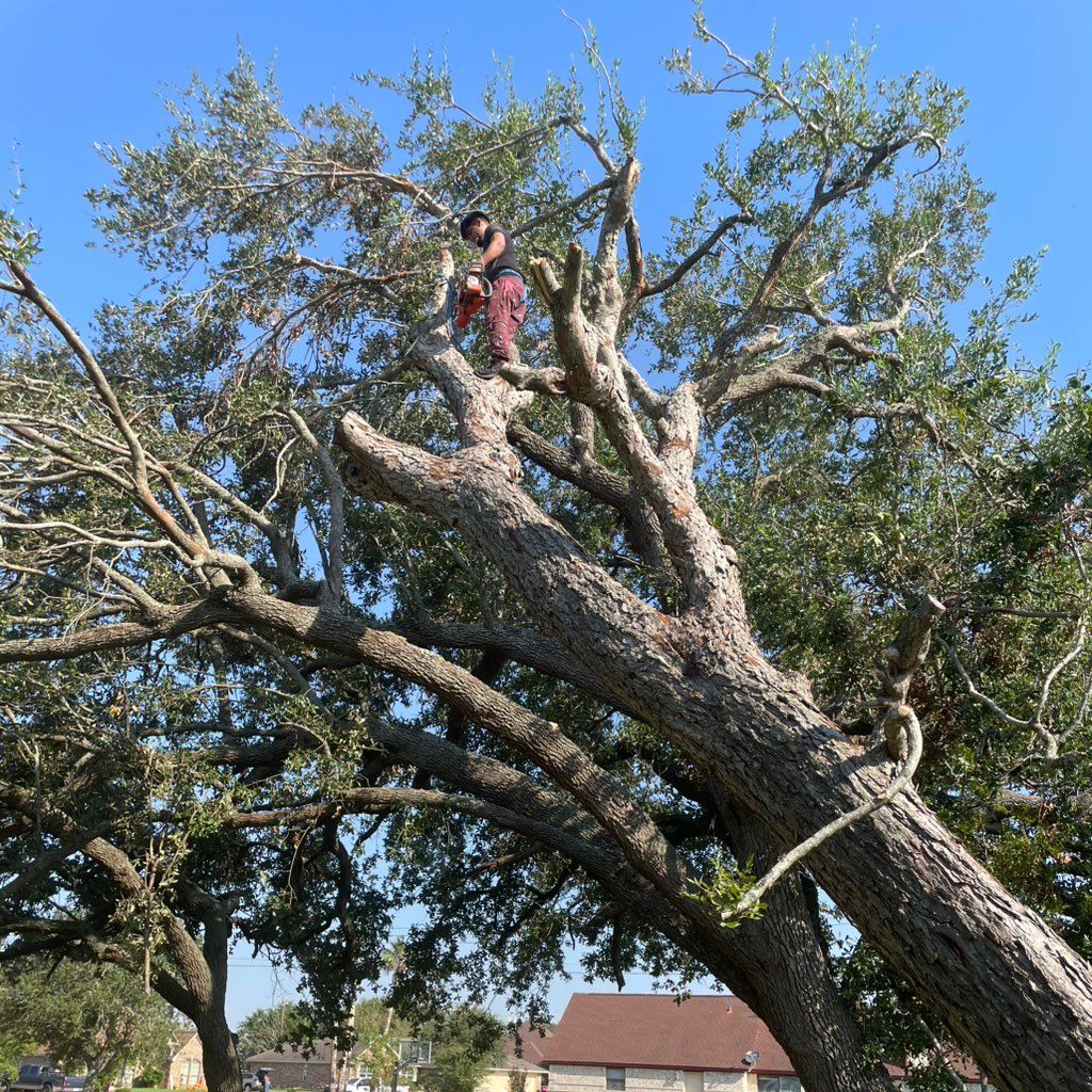 Alex's Tree service LLC