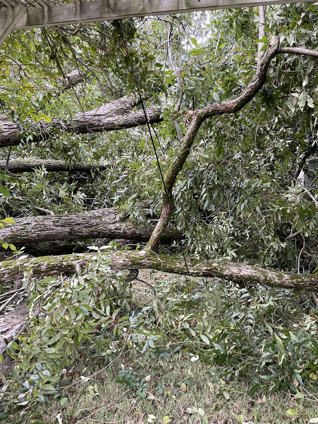 Tree Trimming and Removal