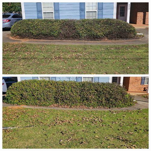 Shrub Trimming and Removal