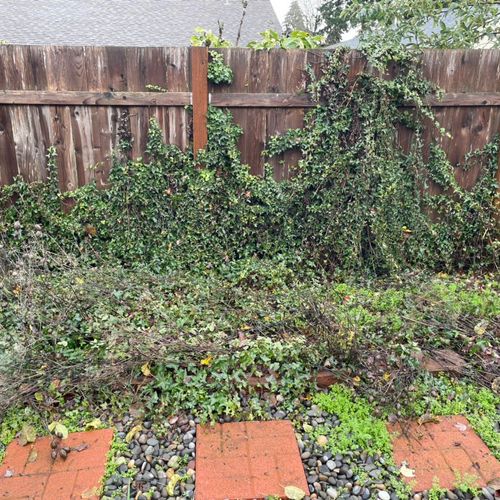 Ivy removal before 