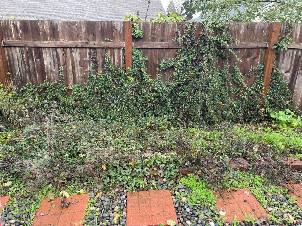 Ivy removal before 