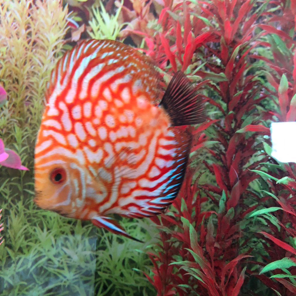 Paradise Shores Aquarium Professionals