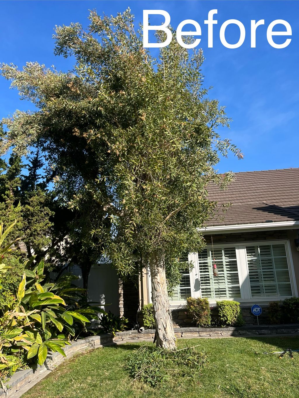 Tree Trimming and Removal