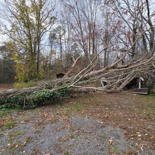 Tree Trimming and Removal