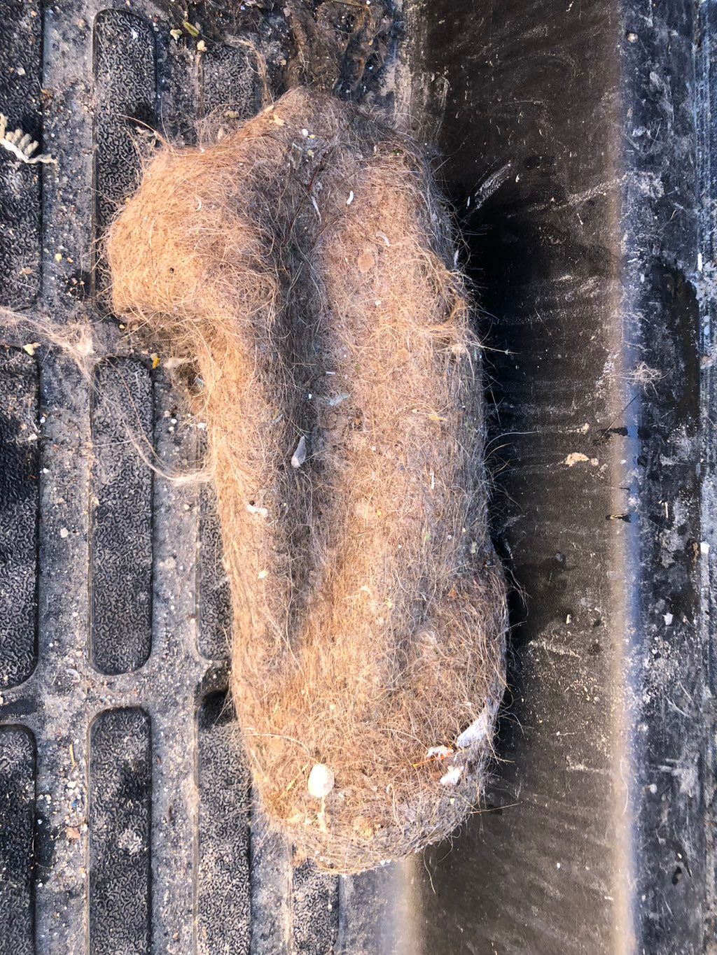 This is the most pet here that I’ve got out of any
