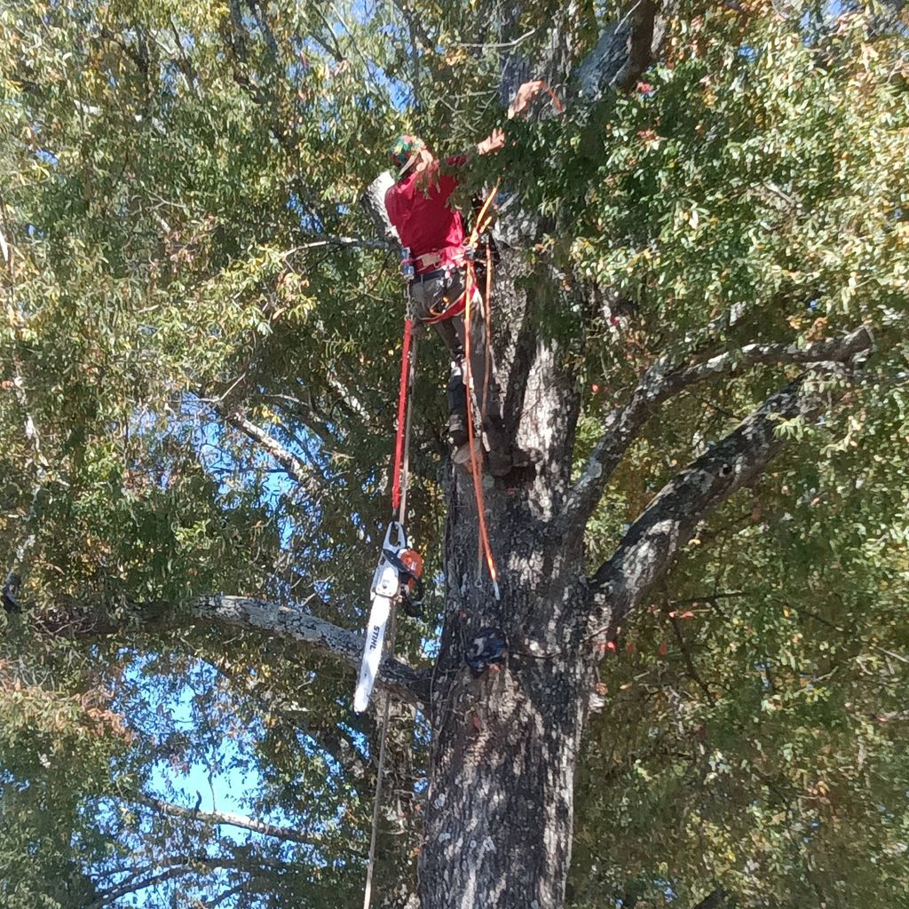 unique junk removal  and debris in tree removal