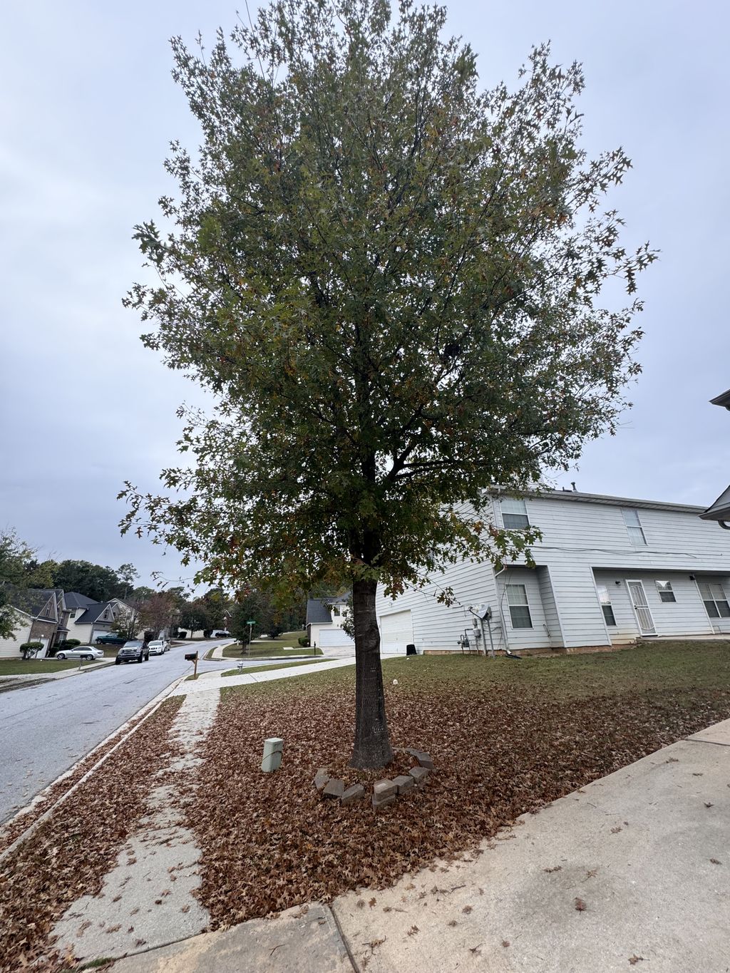 Tree Trimming and Removal