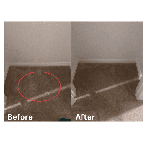 Carpet Cleaning