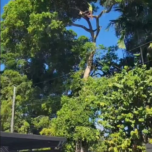 Tree Trimming and Removal