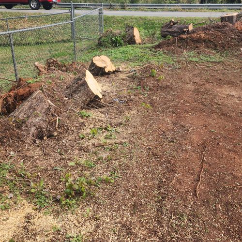 Tree Stump Grinding and Removal