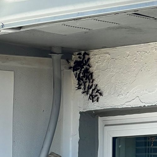 Had them out for a termite and wasp issue. Adam ca