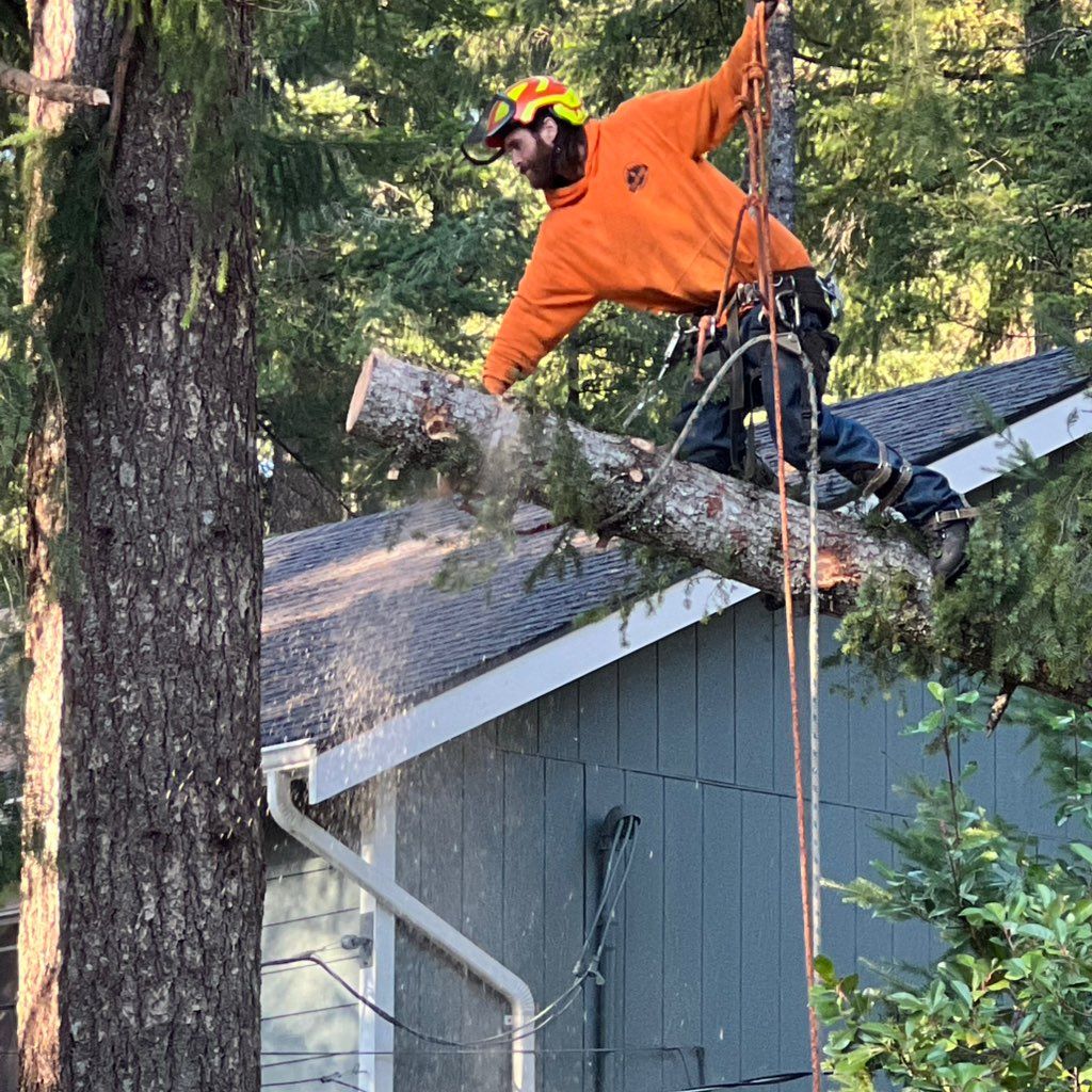 I’ve Got A Guy Tree Service