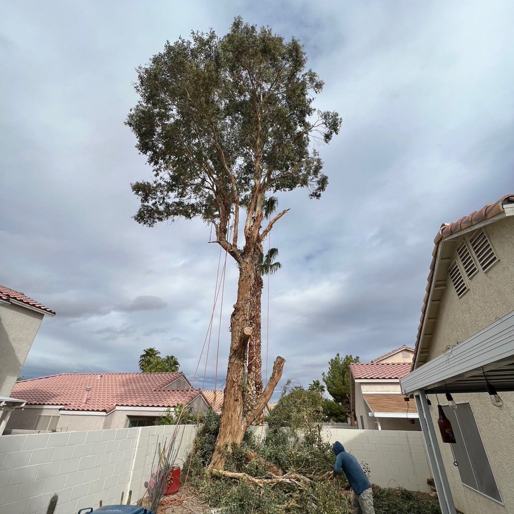 Julio Juarez Tree Service