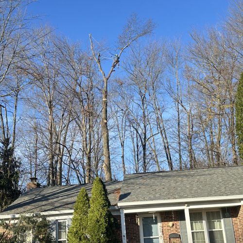 Tree Trimming and Removal