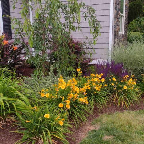 Plantings in beds around home