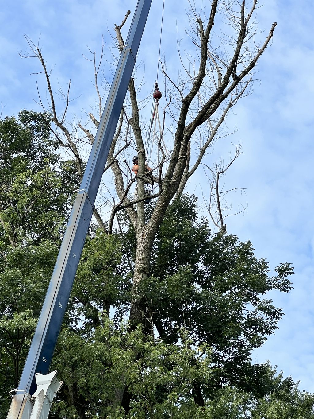 Tree Trimming and Removal