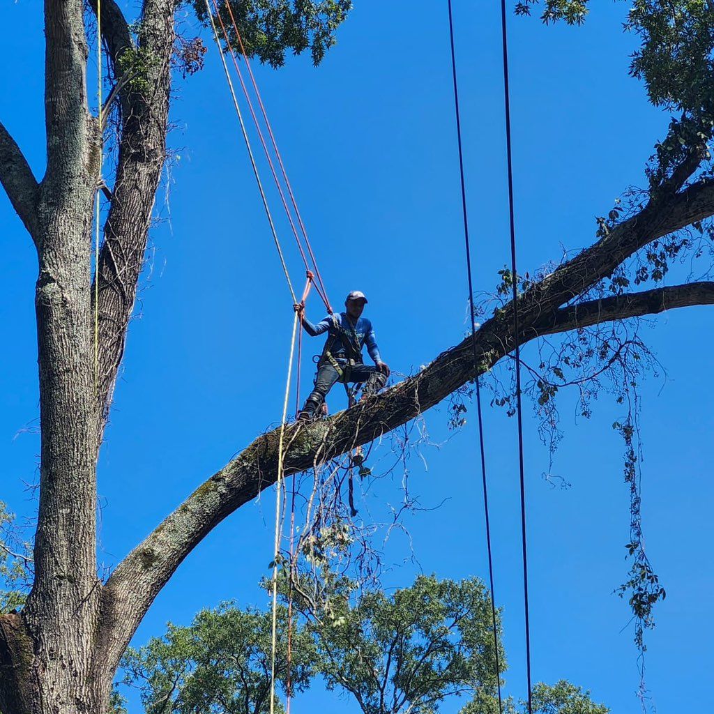 Rony tree service