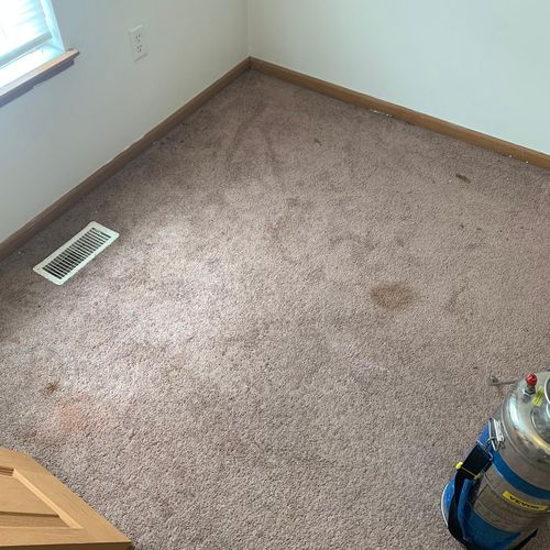 Carpet Cleaning