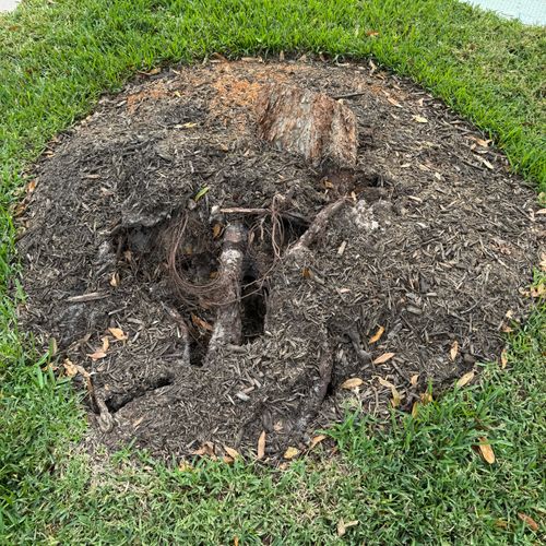 Tree Stump Grinding and Removal