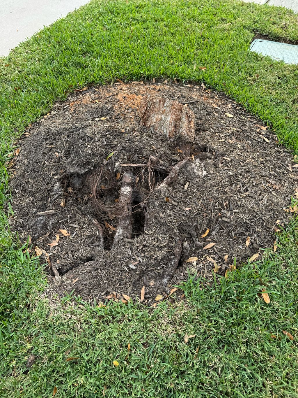 Tree Stump Grinding and Removal