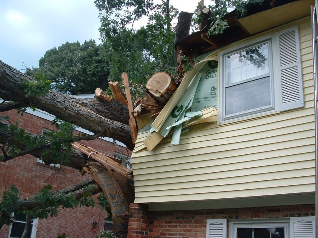 Tree Damage Repair