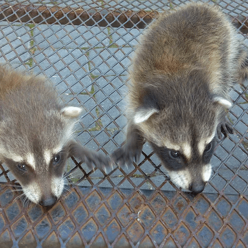 Racoon trapping/removal