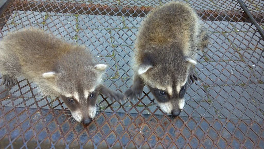 Racoon trapping/removal