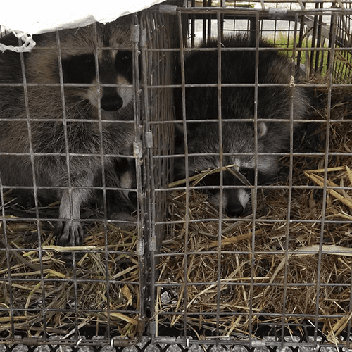 Racoon removal