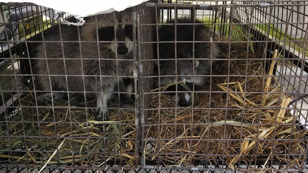 Racoon removal